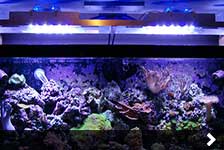 4-Foot Reef Tank Light