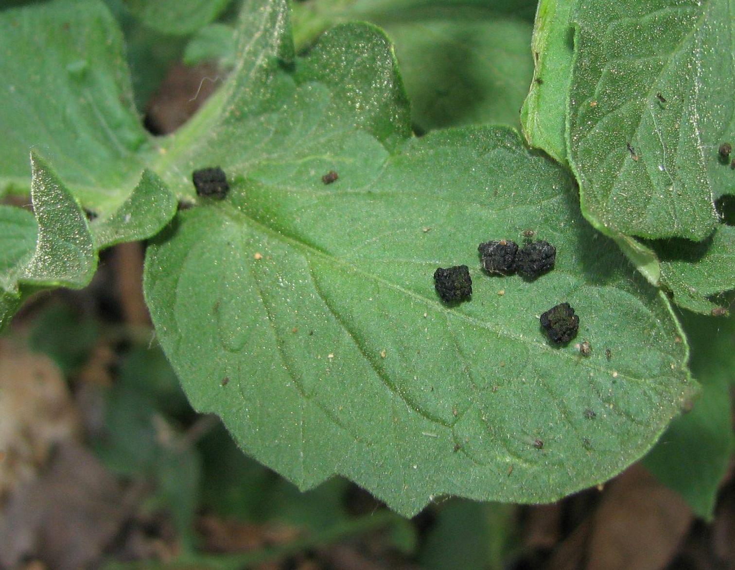 hornworm-droppings - LEDSupply Blog